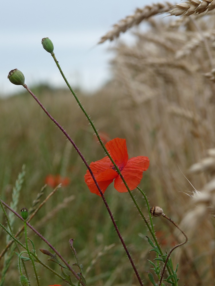 Auvers-sur-Oise