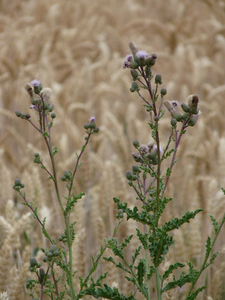 Champ de blé