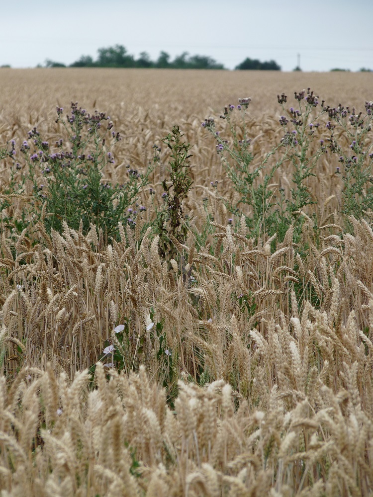 Champ de blé