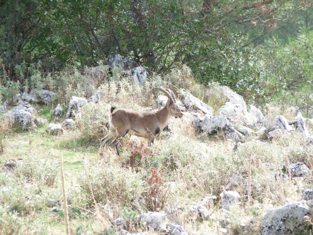 Sierra de Grazalema