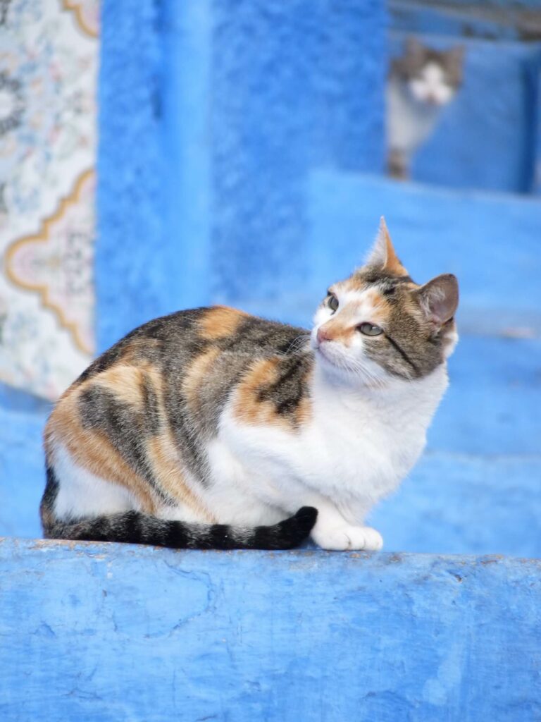 Visiter Chefchaouen