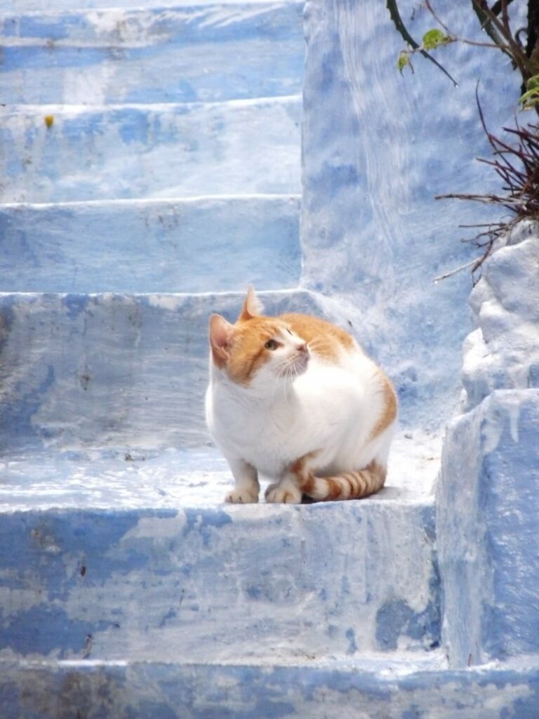 Chat Chefchaouen