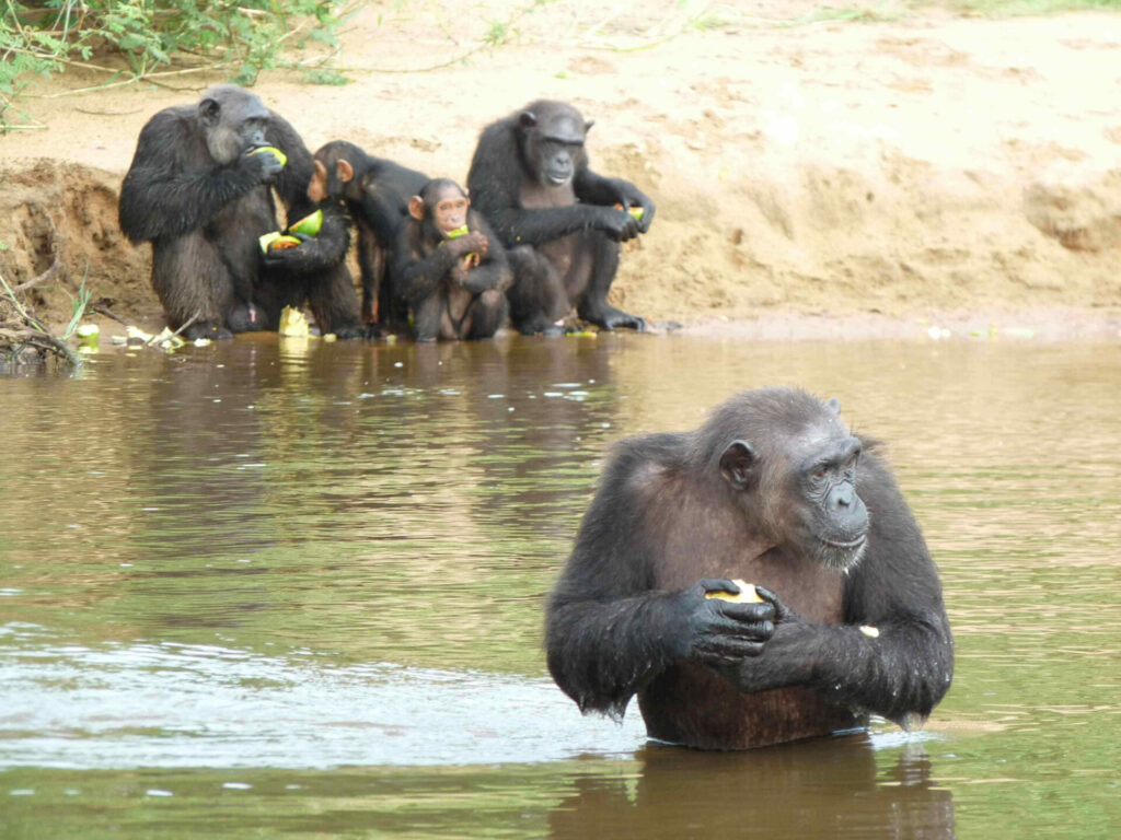 Ile aux singes d'Edéa