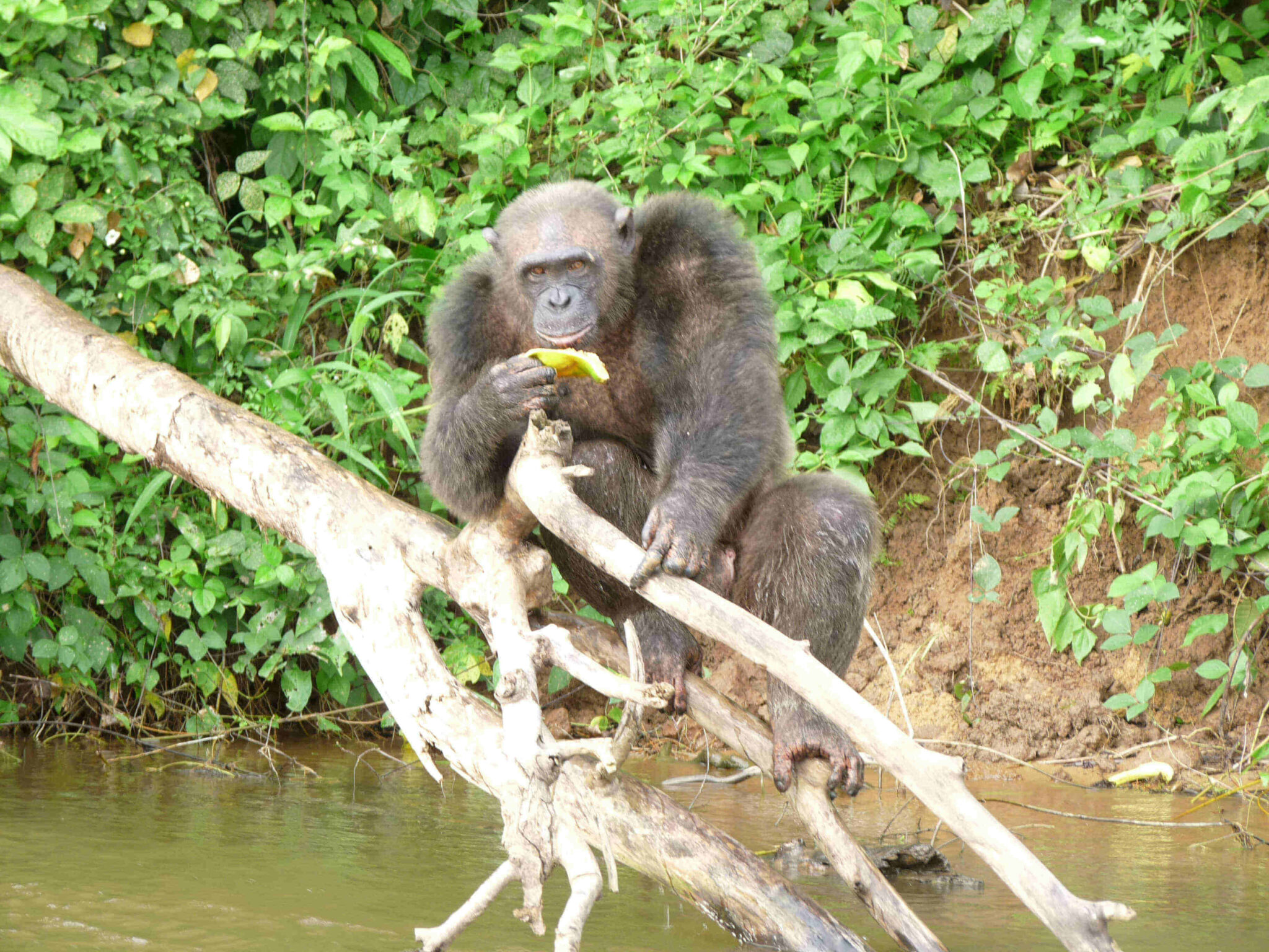 Le Secret De L Ile Aux Singes L’île aux singes d’Edéa – Partir voir le monde