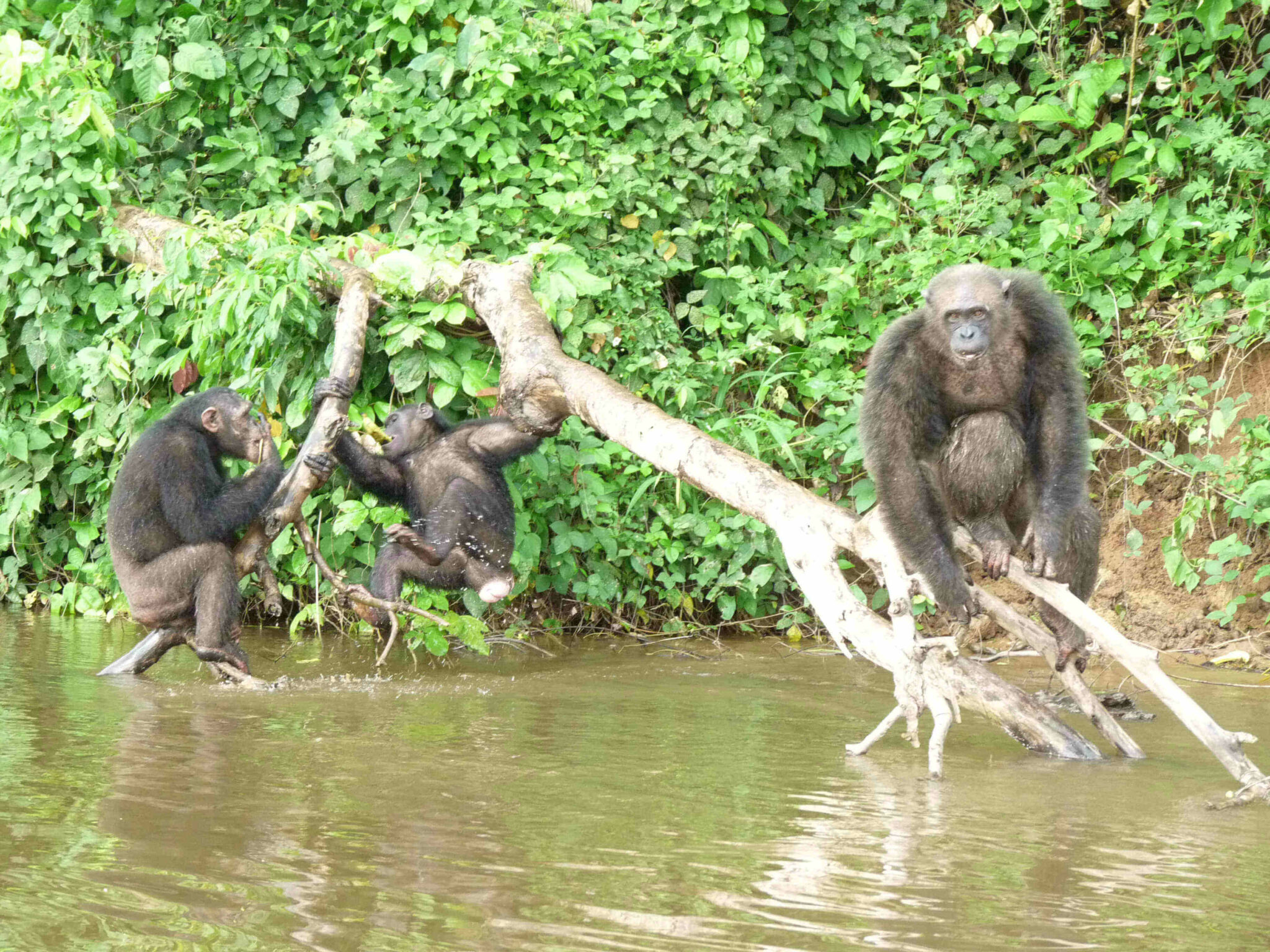 Le Secret De L Ile Aux Singes L’île aux singes d’Edéa – Partir voir le monde