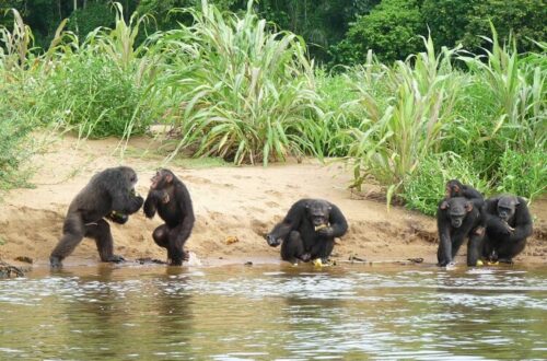 touristique voyage cameroun yaounde