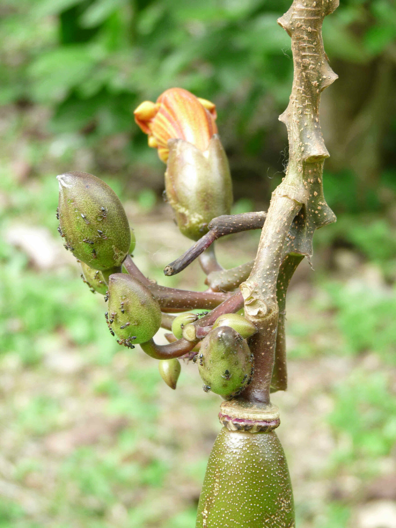 Visiter Limbé au Cameroun Partir voir le monde