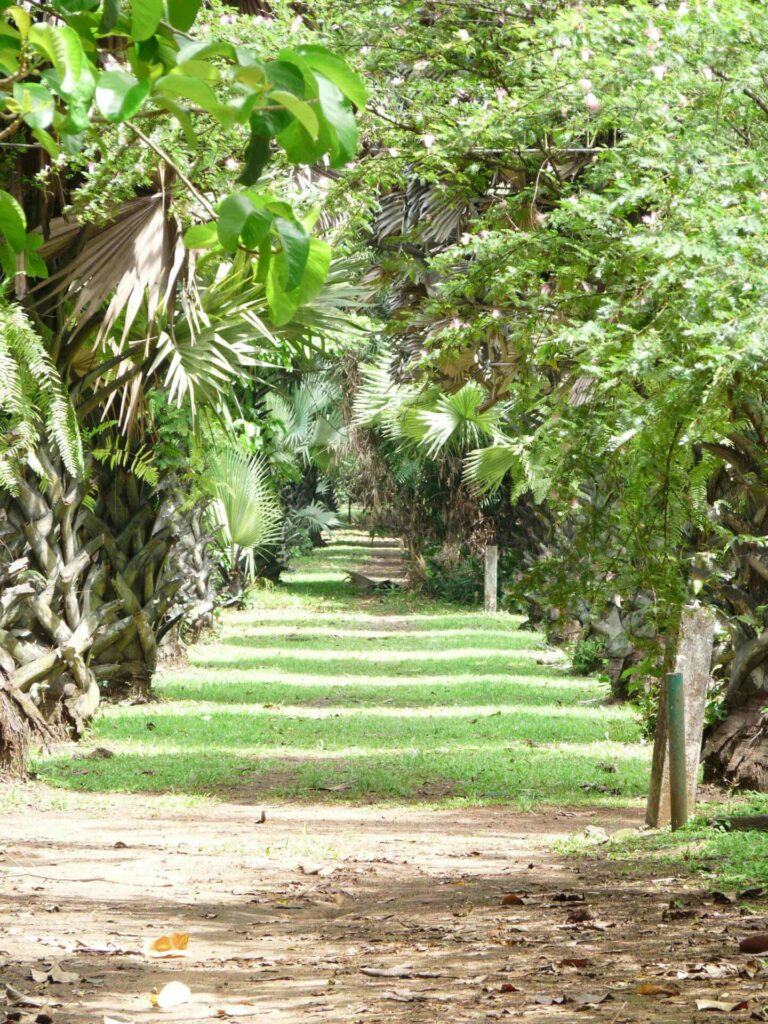 Jardin botanique Limbé