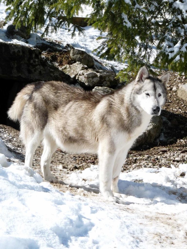 Parc Polaire Jura