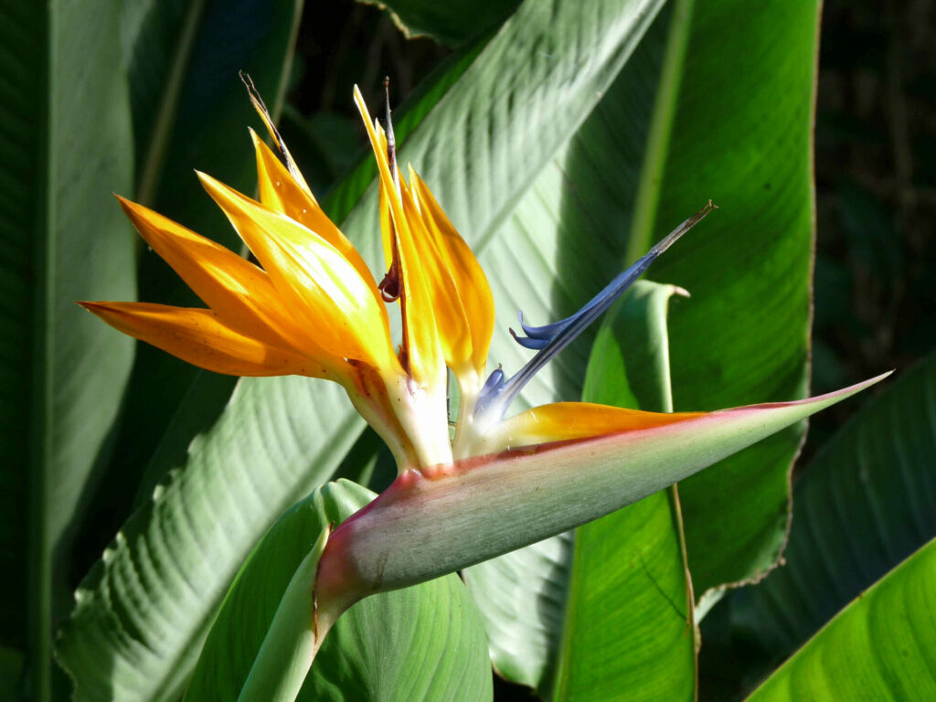 jardin botanique de la conception