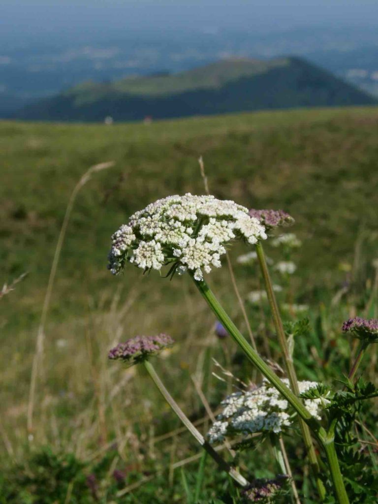 Puy de Dôme