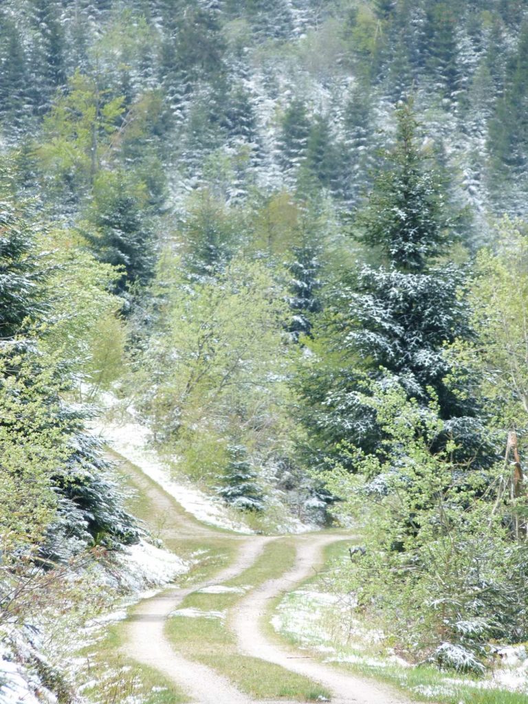 Route des crêtes en Forêt Noire