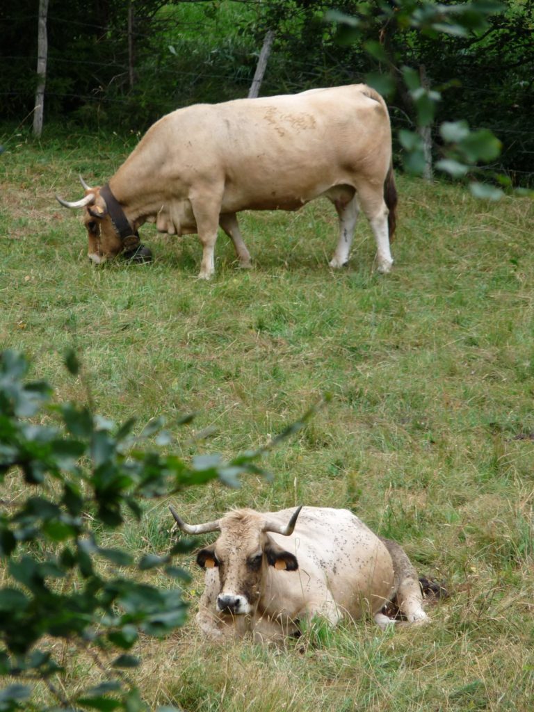 Vallée de Chaudefour