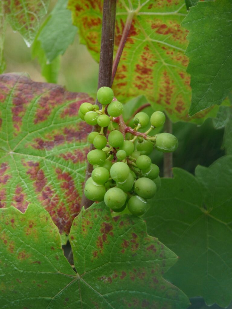 Vignes de Montmartre