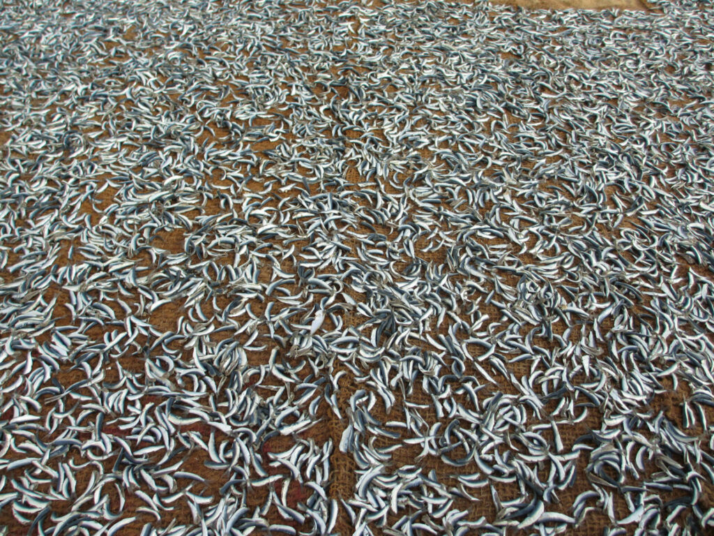 Séchage poissons Negombo Sri Lanka