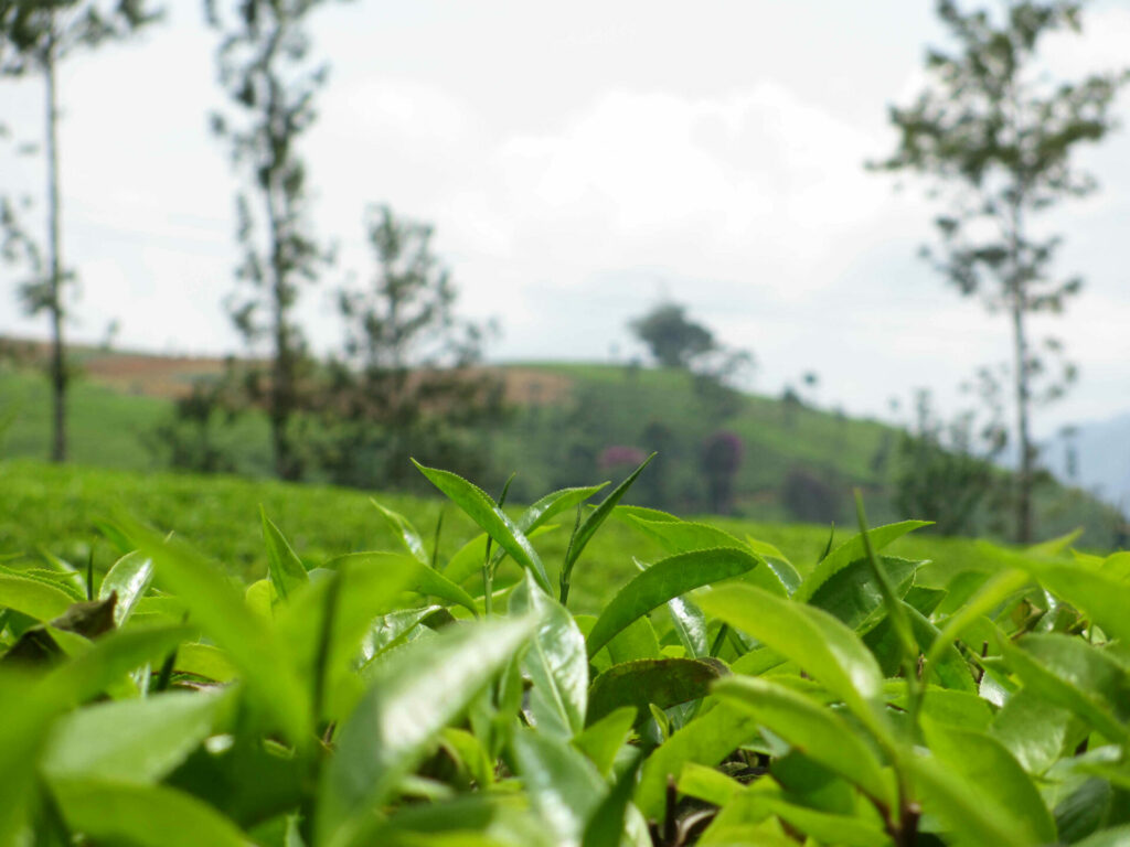 Plantation de thé Sri Lanka