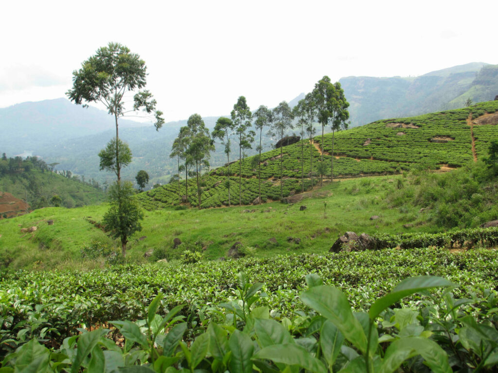 Plantation de thé Sri Lanka