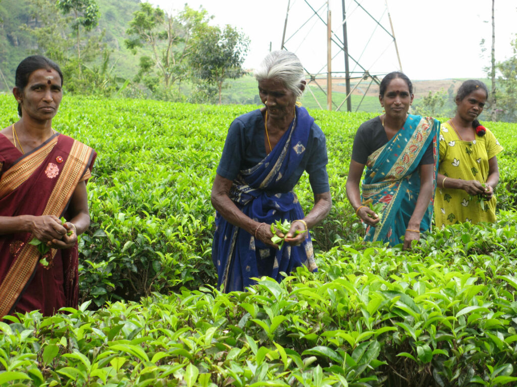 Récolte du thé Sri Lanka