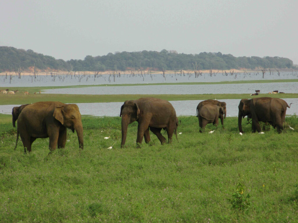 Eléphants Sri Lanka