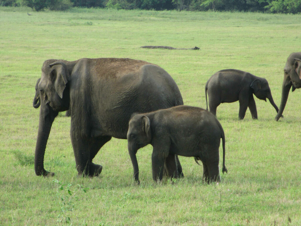 Visiter réserve Sri Lanka