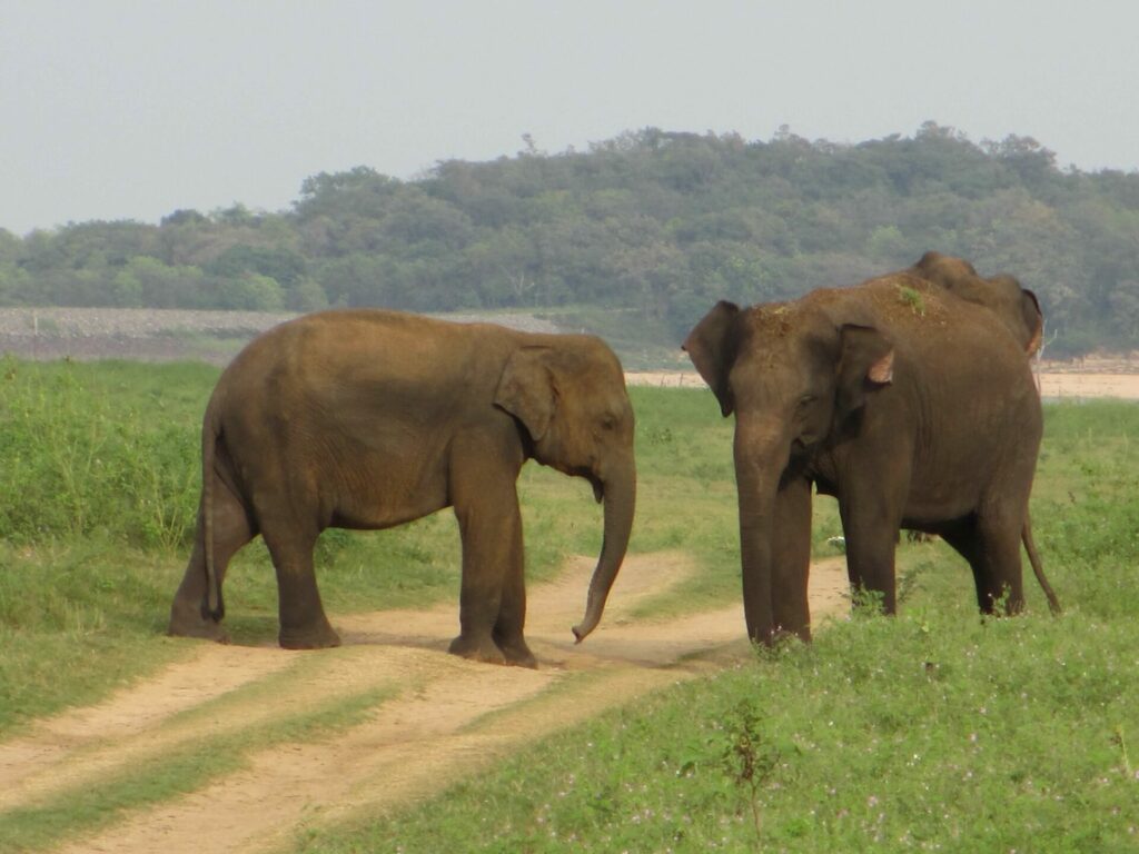 Eléphants Sri Lanka
