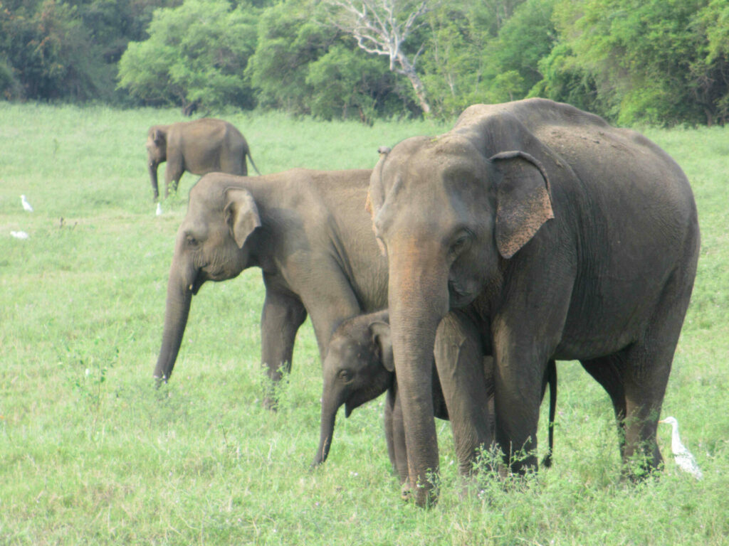 Réserver naturelle Sri Lanka