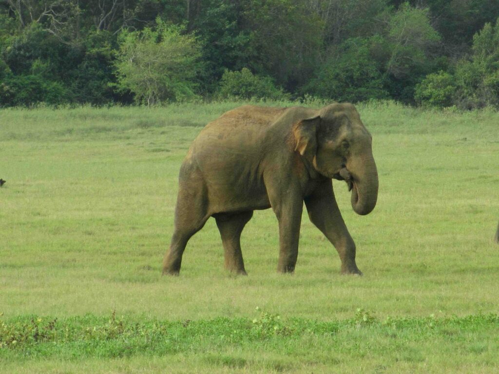 Eléphants Sri Lanka