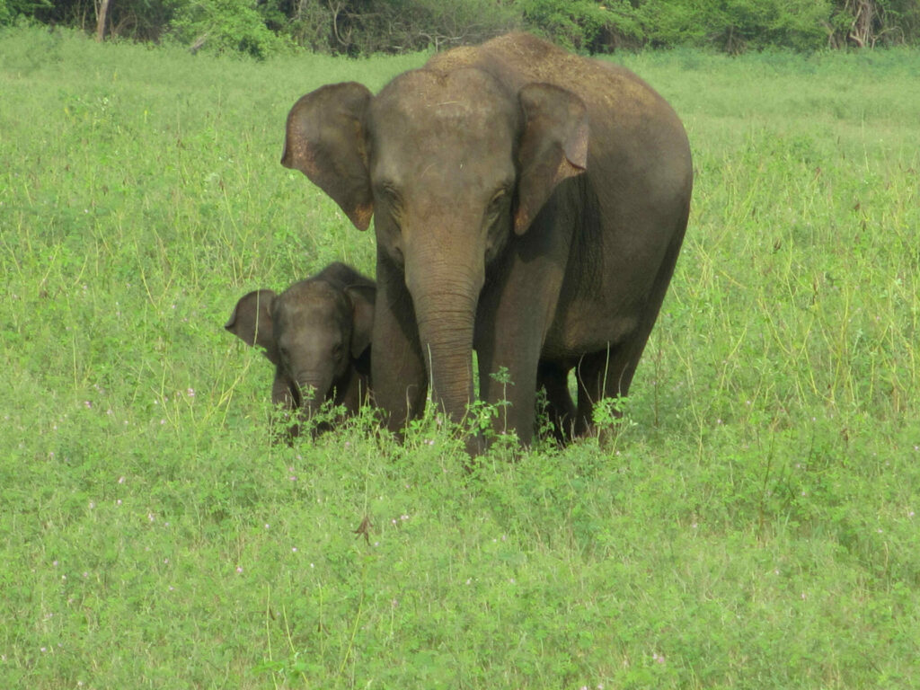 Eléphants Sri Lanka