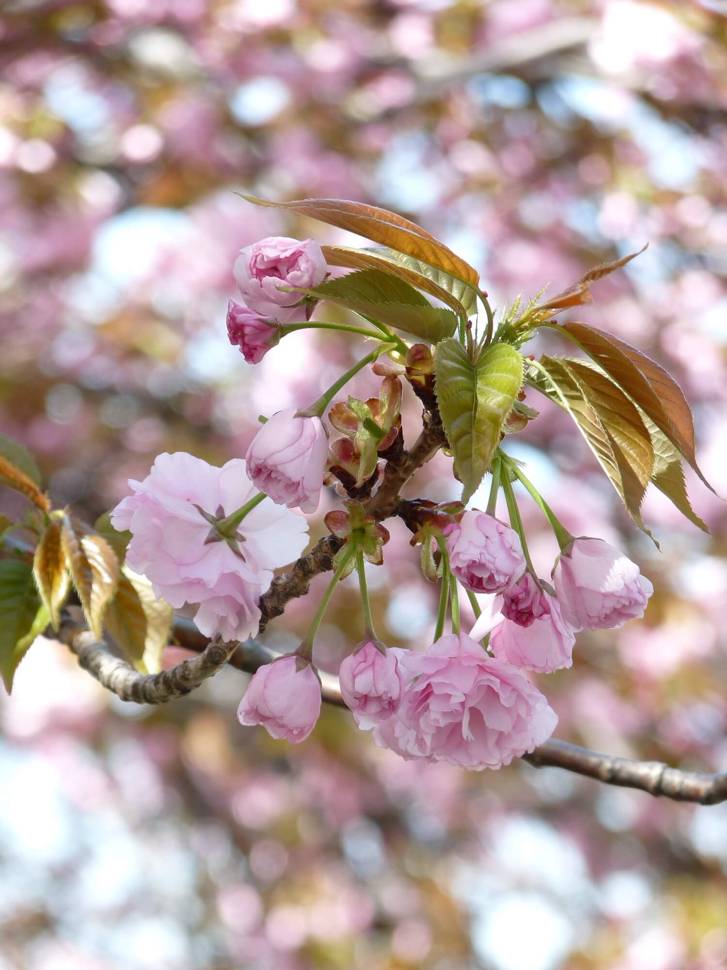 Cerisiers en fleurs Washington
