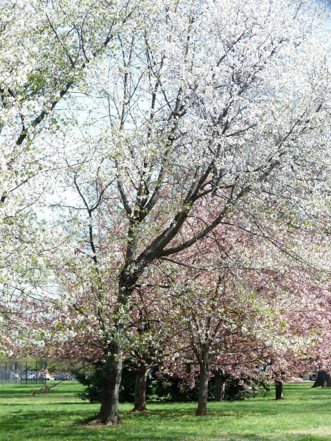 Visiter Washington en 3 jours Partir voir le monde