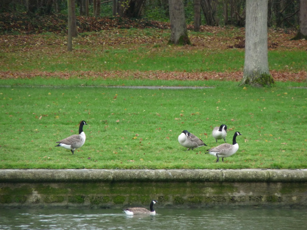 Parc de Versailles