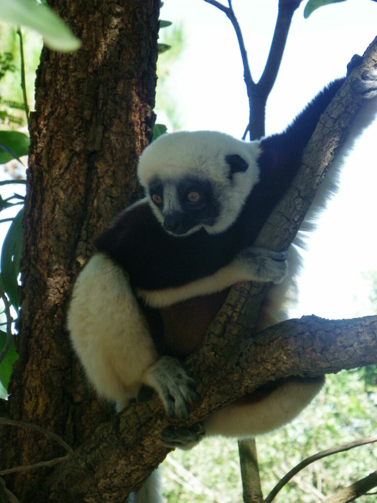 Lémuriens Madagascar