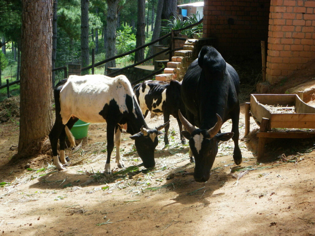 Zébu Antananarivo