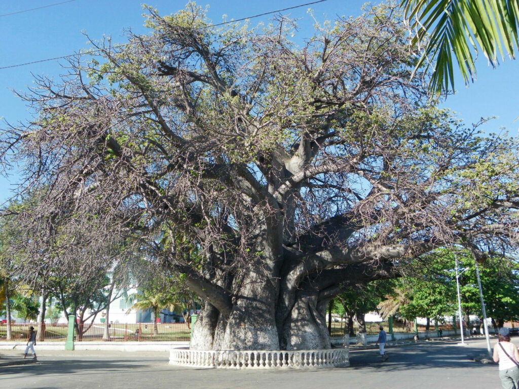 Baobab Majunga