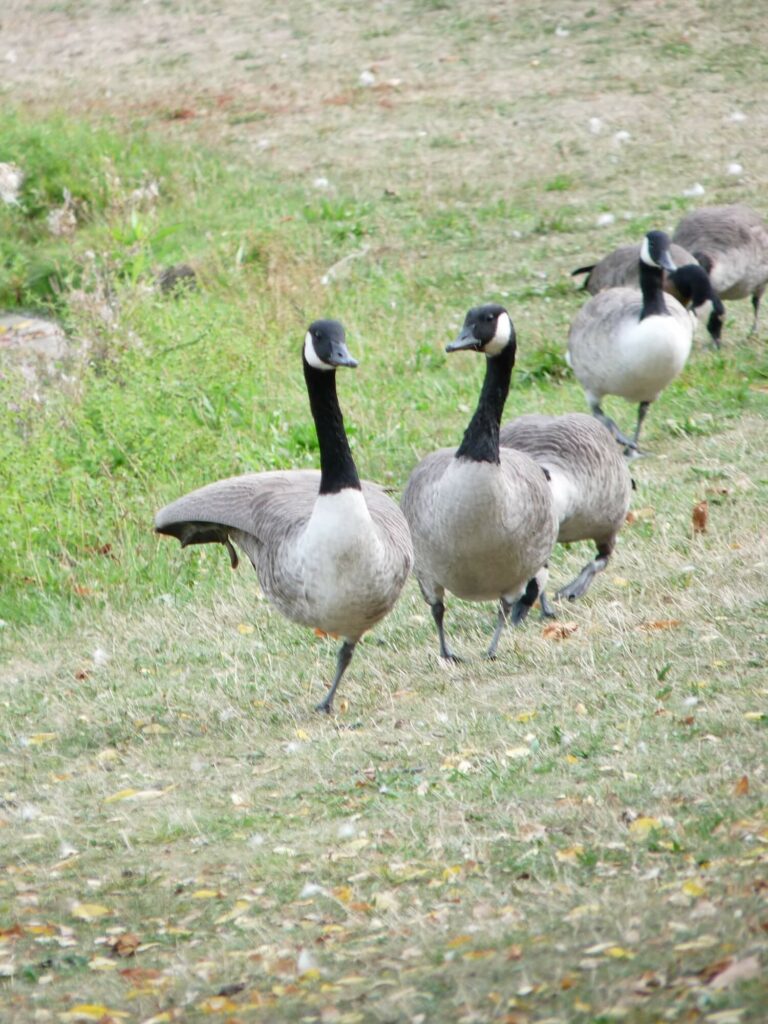 Animaux Bois de Vincennes