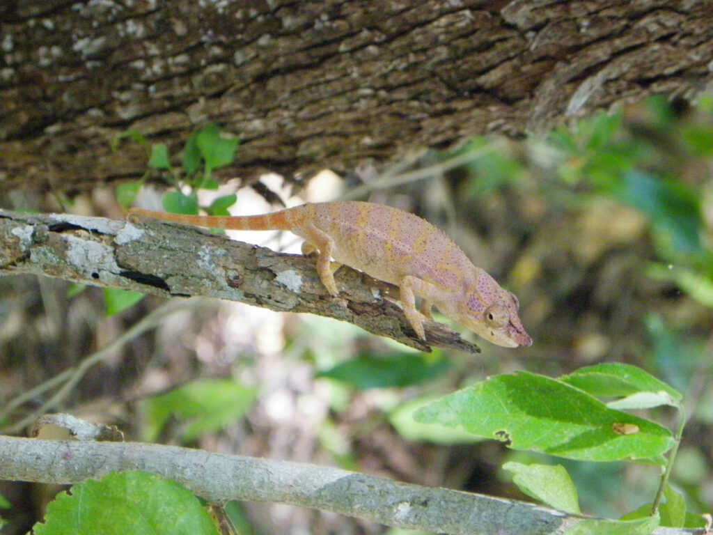 Caméléon parc national dAnkarafantsika