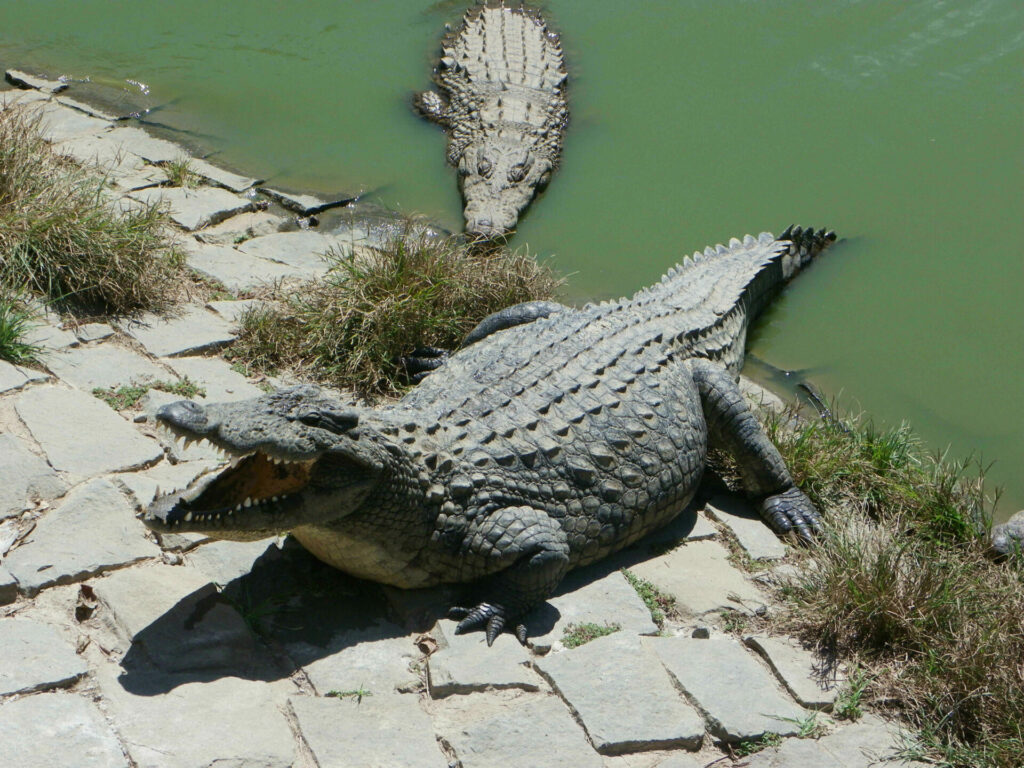 Crocodiles CrocFarm Antananarivo