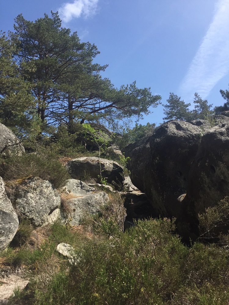 Foret de Fontainebleau