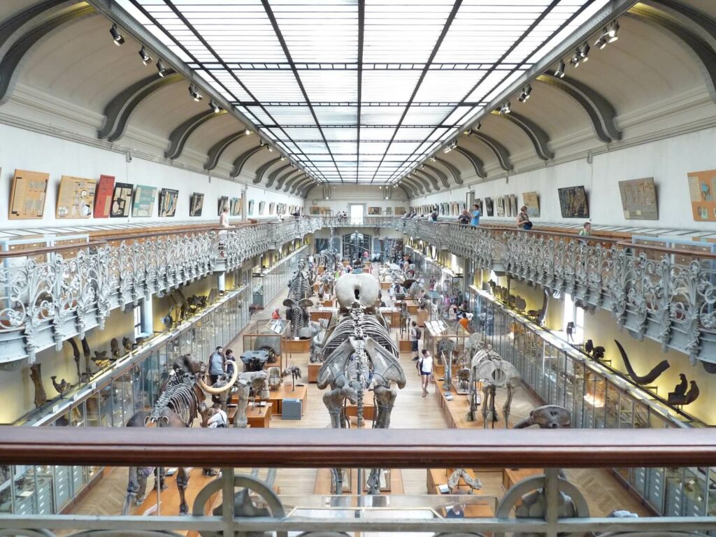 Galerie d’anatomie et de paléontologie