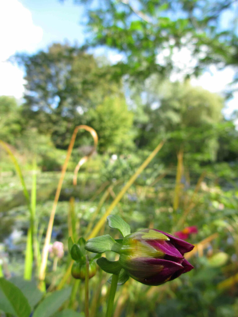 Giverny jardins de Monet