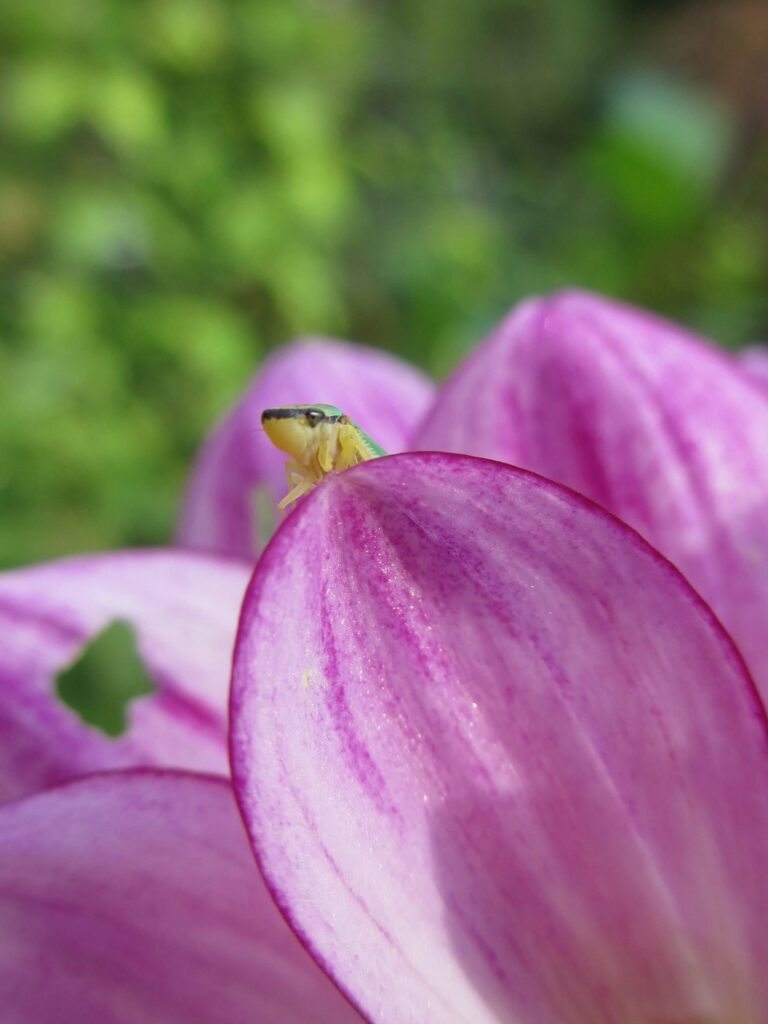 Giverny