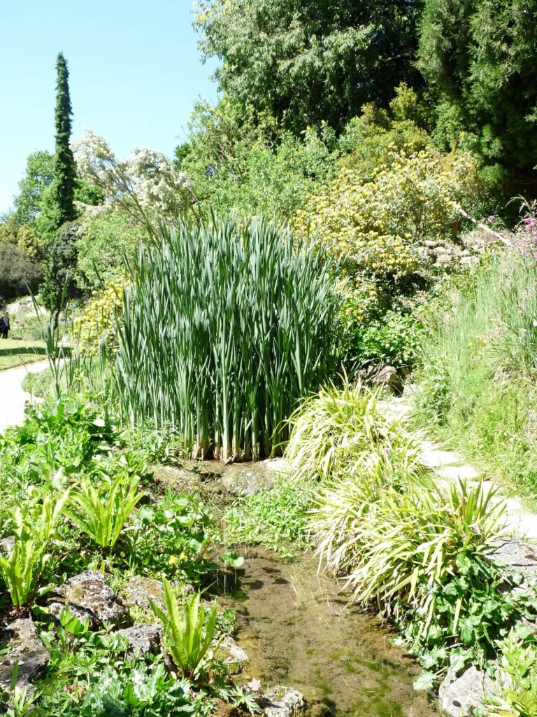 Jardin alplin jardin des plantes