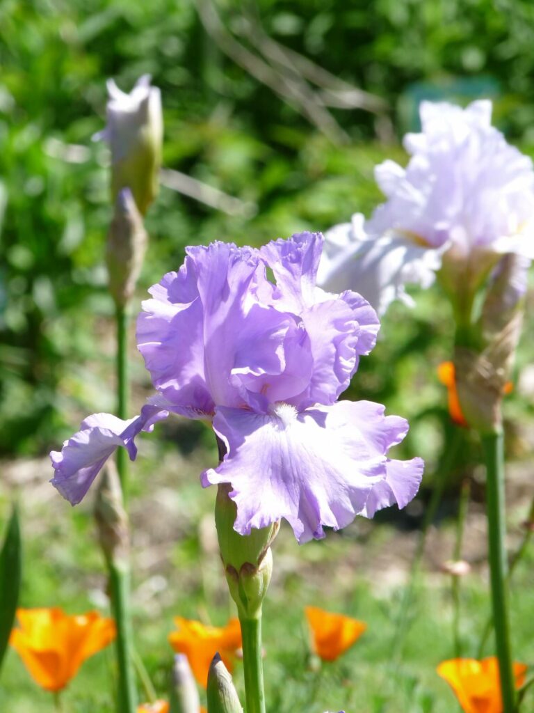 Jardin des plantes