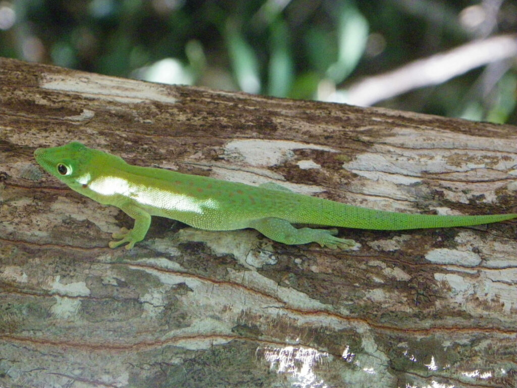 Majunga Madagascar lézard