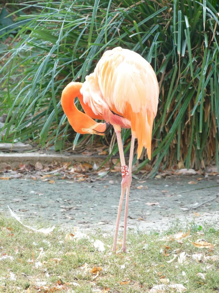 Ménagerie jardin des plantes