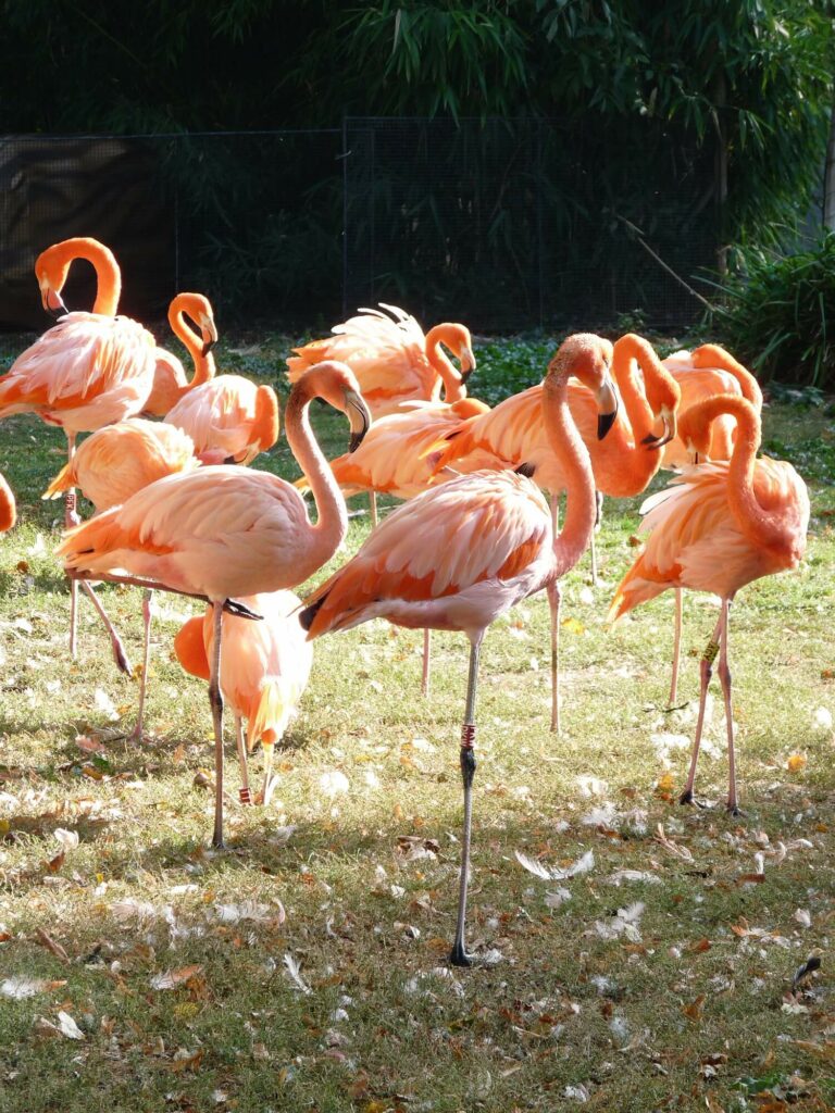 Ménagerie jardin des plantes