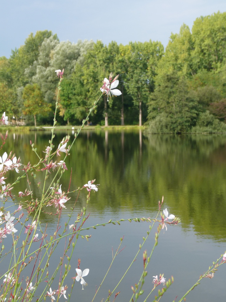 Balade à Amiens