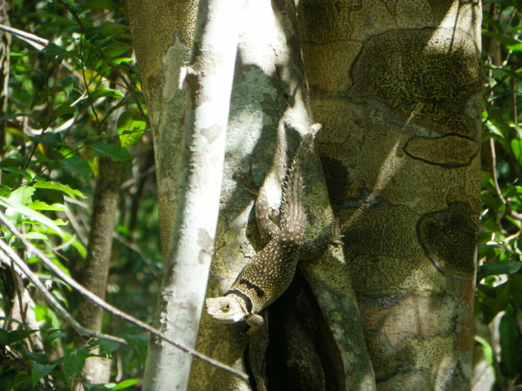 Reptile parc national dAnkarafantsika a Madagascar