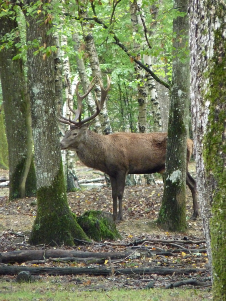 Rambouillet idées sorties