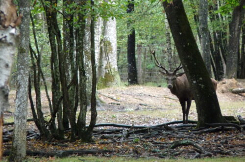 Cerf espace Rambouillet